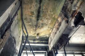 Best Emergency Mold Remediation  in Buchanan Dam, TX